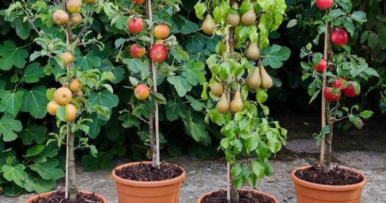 Container Gardening for Food