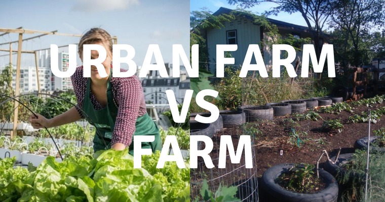 Urban Farm vs Farm: The Difference